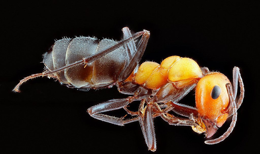 Ant Control service in Kokomo, IN