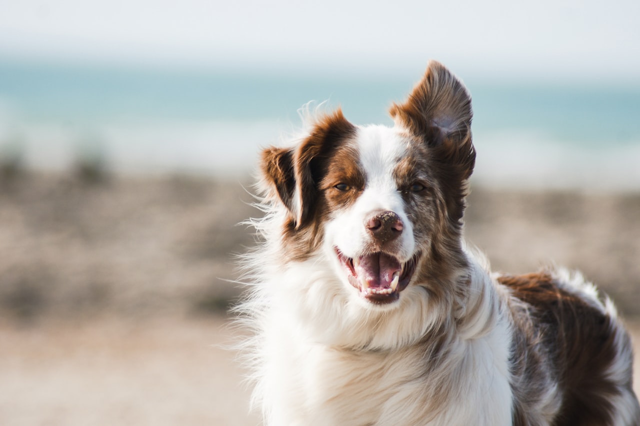 Flea & Tick Control service in Kokomo, IN