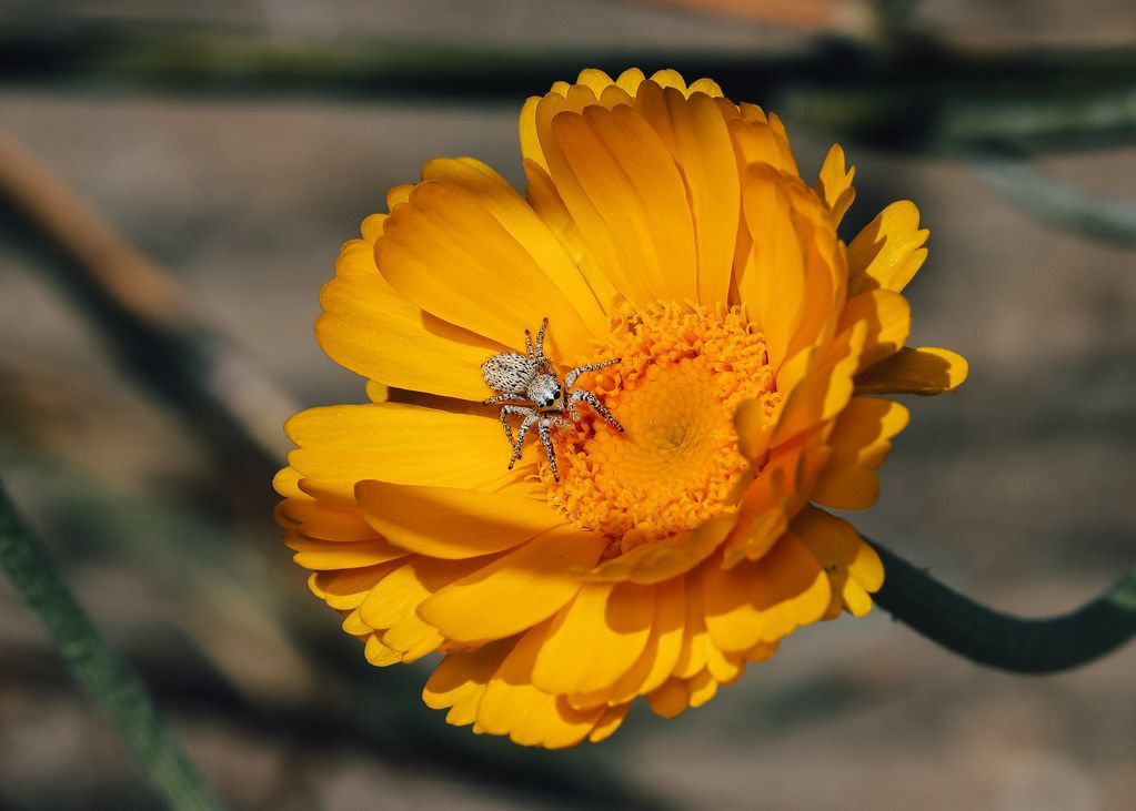 Spider Control service in Kokomo, IN